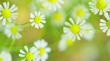 マッサージオイルのフォレスト